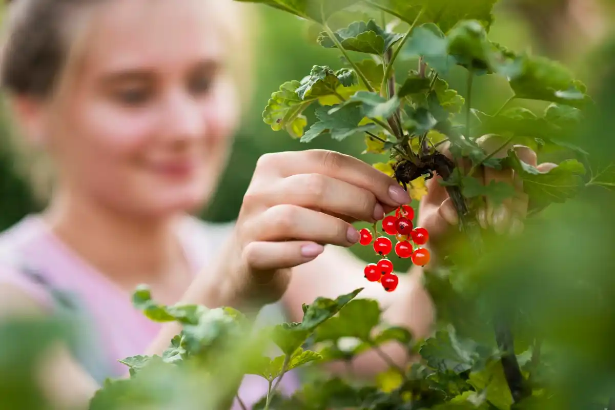 red currant bush planting garden Sweden