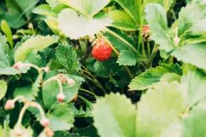 Swedish strawberry garden harvest