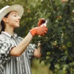 apple tree care tips backyard garden