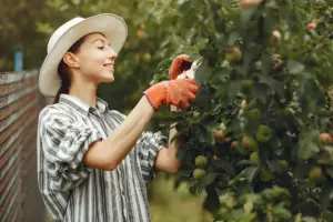 apple tree care tips backyard garden