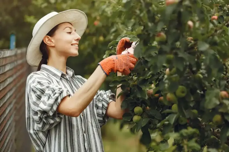 apple tree care tips backyard garden
