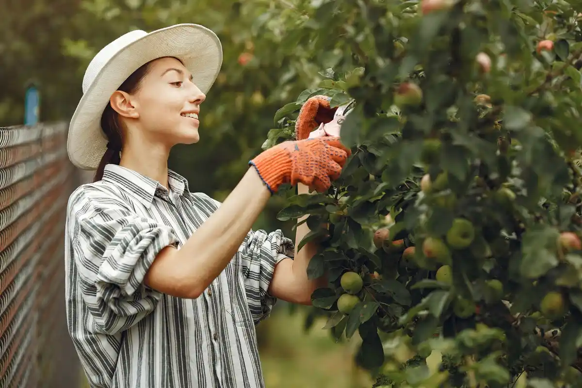 apple tree care tips backyard garden