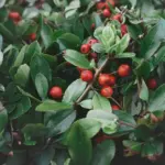 blueberry bush garden Sweden