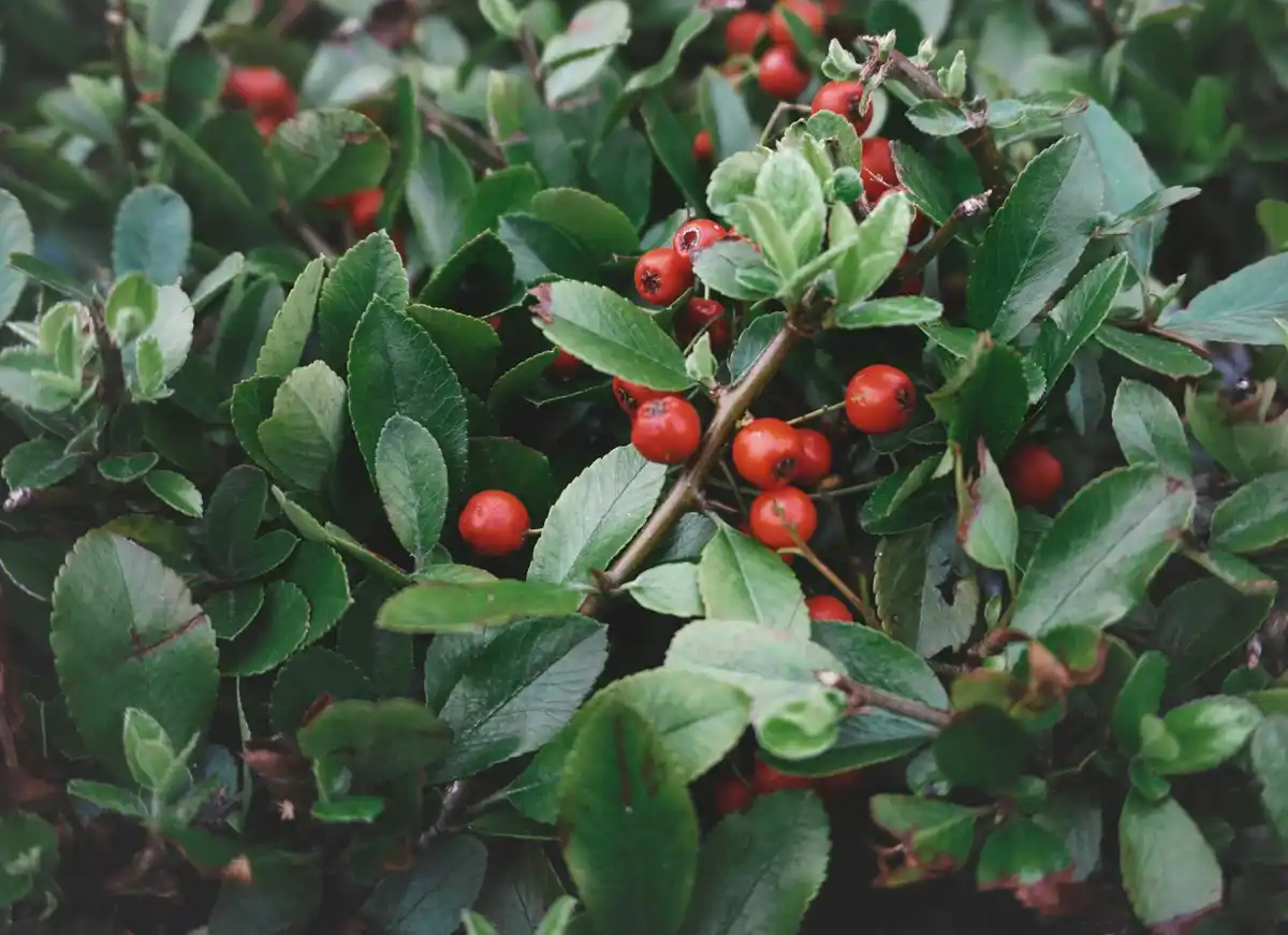 blueberry bush garden Sweden