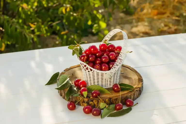 red currant bush garden care