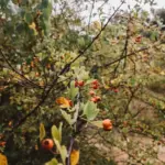 Swedish garden berry bushes cold climate