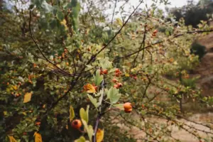 Swedish garden berry bushes cold climate