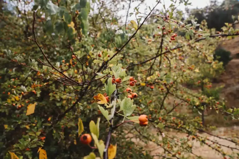 Swedish garden berry bushes cold climate