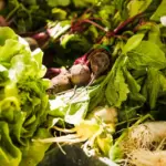 lush vegetable garden Sweden