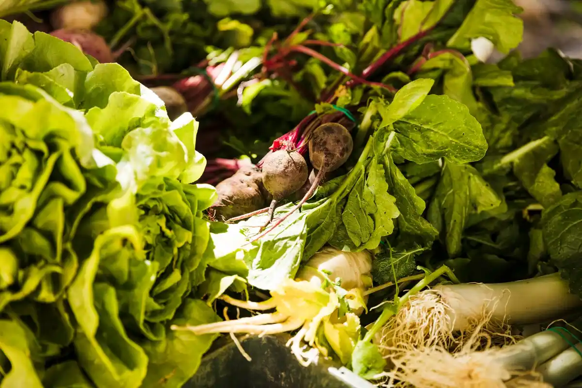 lush vegetable garden Sweden