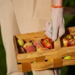 large ripe fruits home gardening sweden
