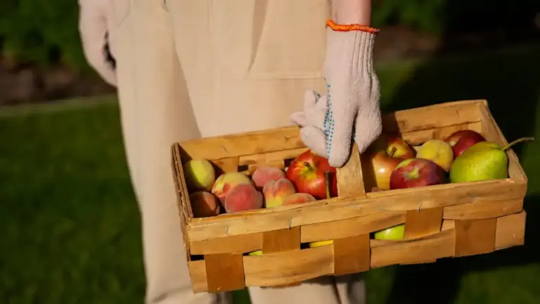 large ripe fruits home gardening sweden