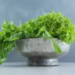 fresh crisp lettuce and flavorful basil garden Sweden