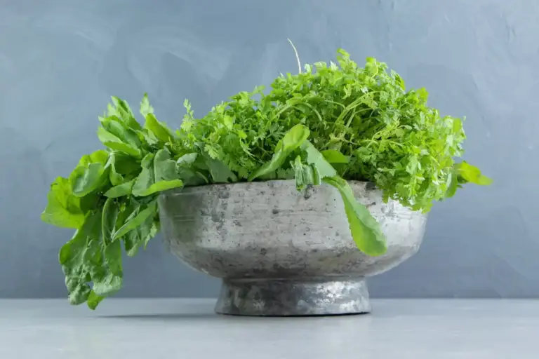 fresh crisp lettuce and flavorful basil garden Sweden