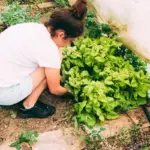 vegetable gardening mistakes sweden summer
