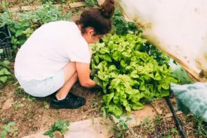 vegetable gardening mistakes sweden summer