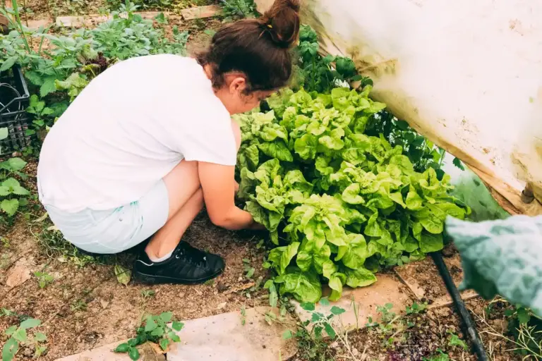 vegetable gardening mistakes sweden summer