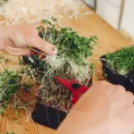 home grown fresh herbs indoor gardening