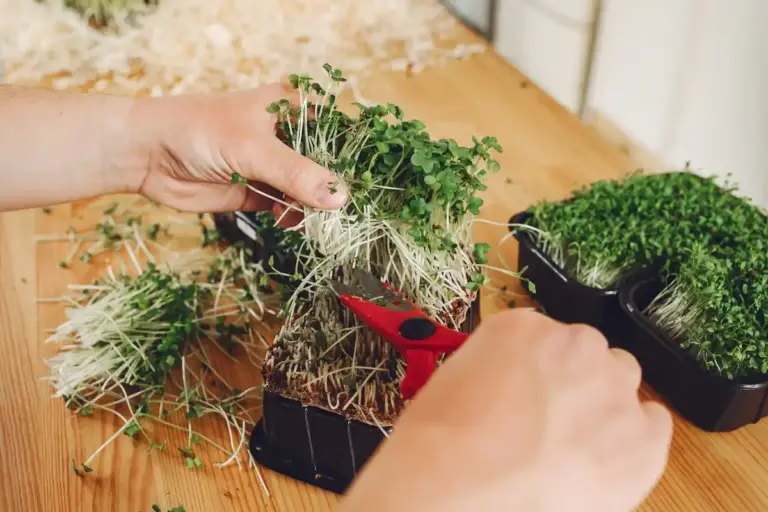 home grown fresh herbs indoor gardening