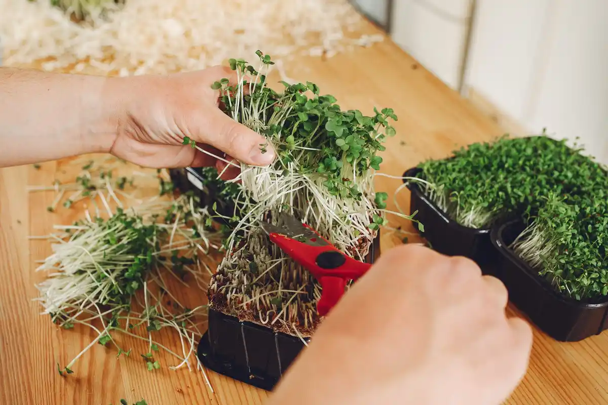 home grown fresh herbs indoor gardening