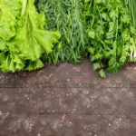 green leafy vegetables garden Sweden