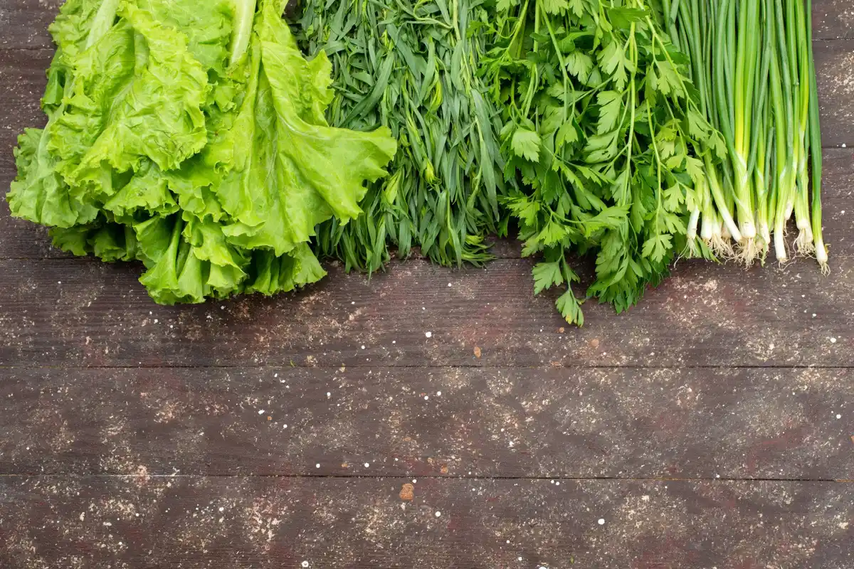 green leafy vegetables garden Sweden