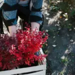 easy vegetable and herb garden plants sweden