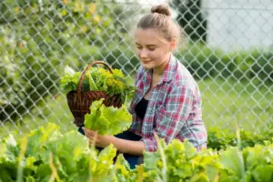 fresh summer lettuce garden backyard