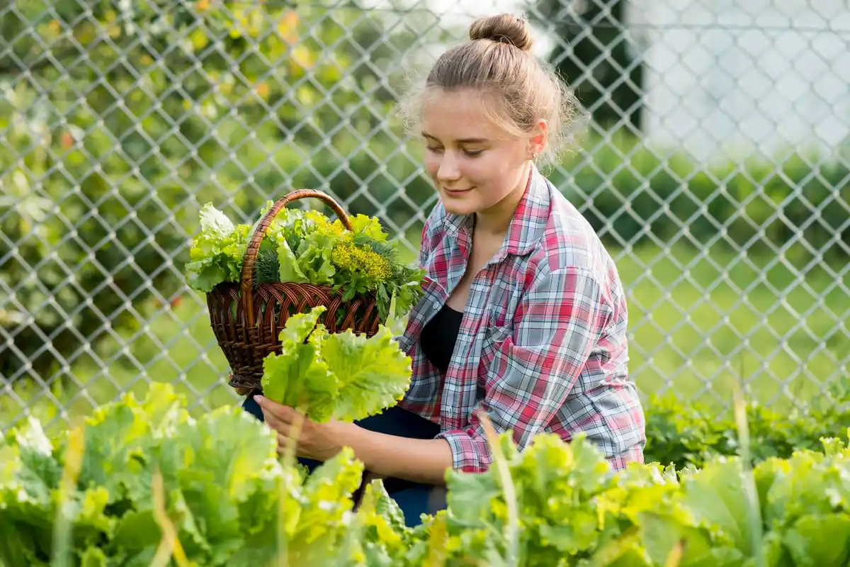 fresh summer lettuce garden backyard