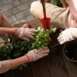 herb gardening tips sweden sunlight soil watering harvesting