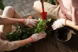 herb gardening tips sweden sunlight soil watering harvesting