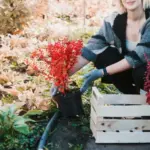 vegetable garden summer harvest Sweden