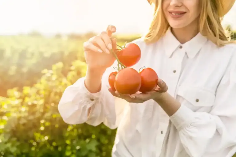 Swedish garden tomatoes growing tips sunlight soil watering
