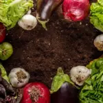 Swedish vegetable garden varieties