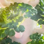 fresh parsley and basil home grown indoor plants