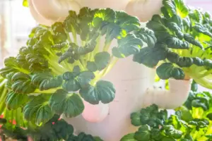 fresh parsley and basil home grown indoor plants