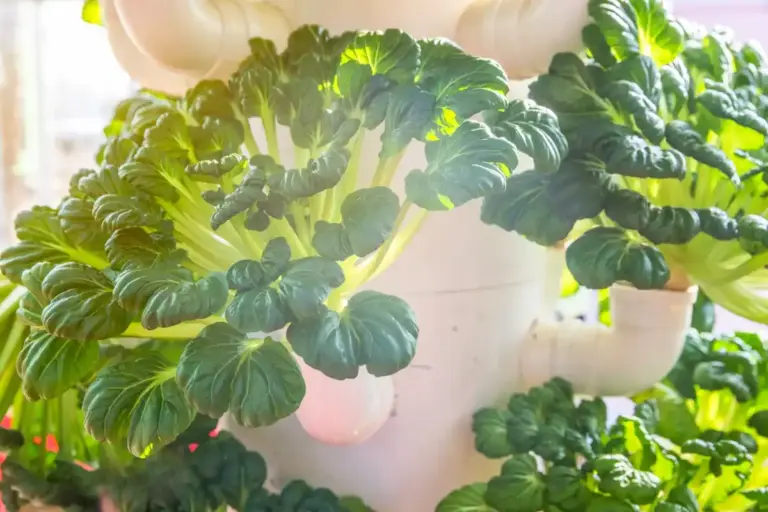 fresh parsley and basil home grown indoor plants