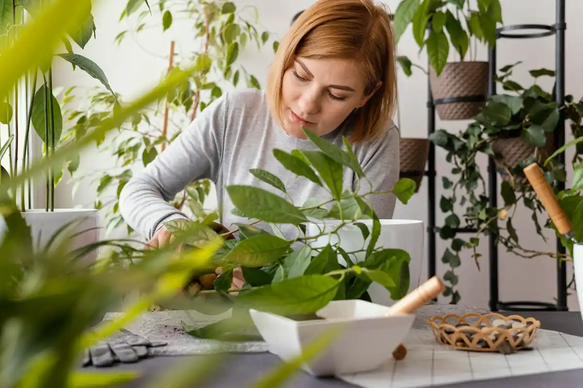 indoor plants care mistakes