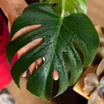 houseplant care wilting leaves
