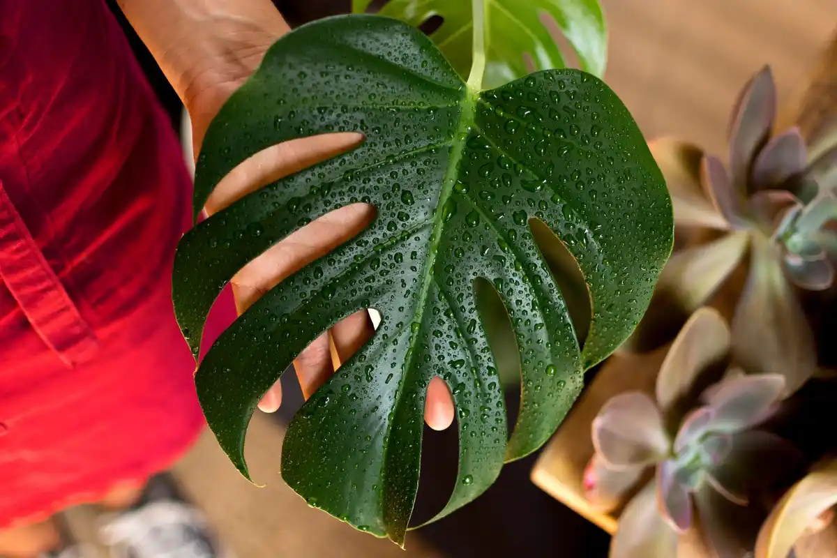 houseplant care wilting leaves