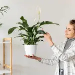 indoor houseplants winter care Sweden