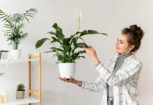 indoor houseplants winter care Sweden