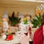 easy flowering indoor plants minimal care