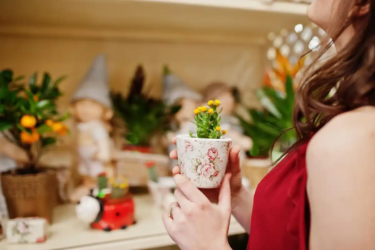 easy flowering indoor plants minimal care