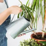 watering houseplants indoor