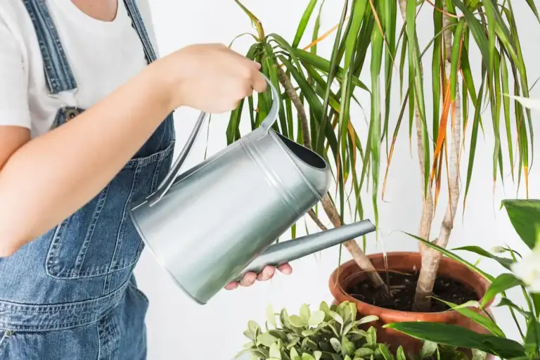 watering houseplants indoor