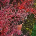 Swedish garden berry bushes