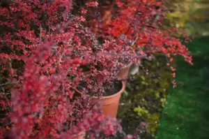 Swedish garden berry bushes