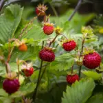 strawberry garden sunny day