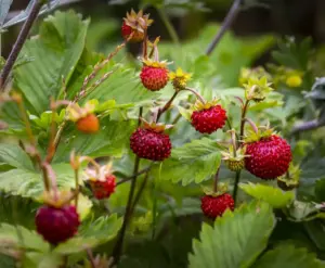 strawberry garden sunny day